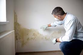 Professional Mold Prevention & Removal  in Sausalito, CA